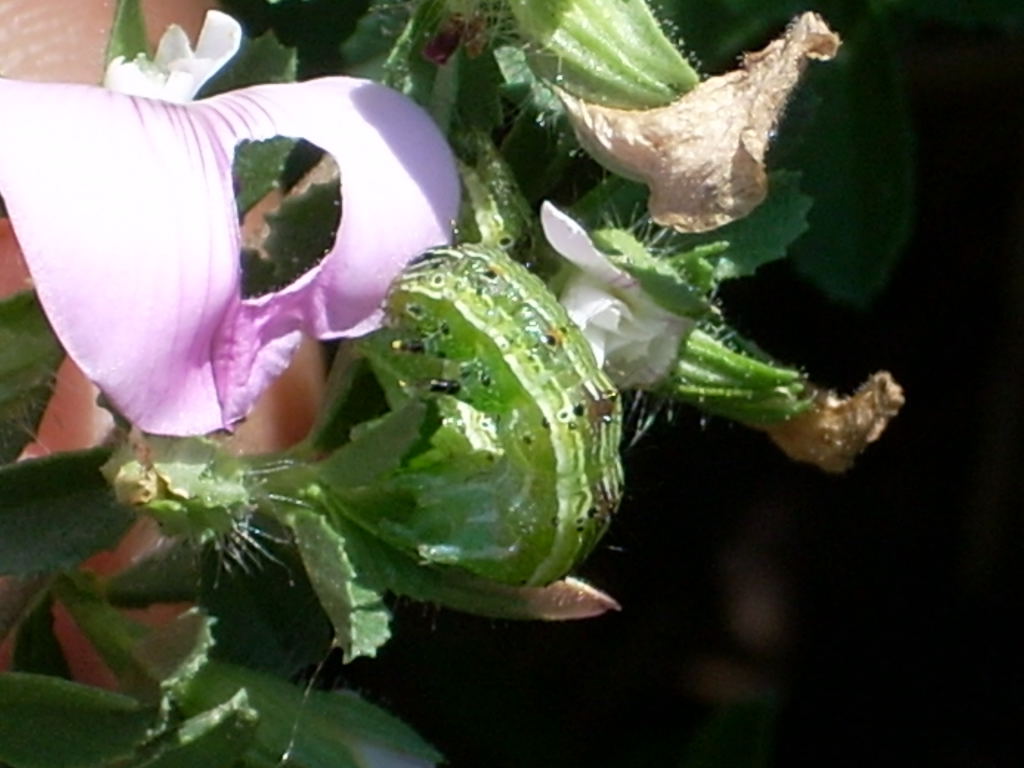 Bruco di Helicoverpa armigera